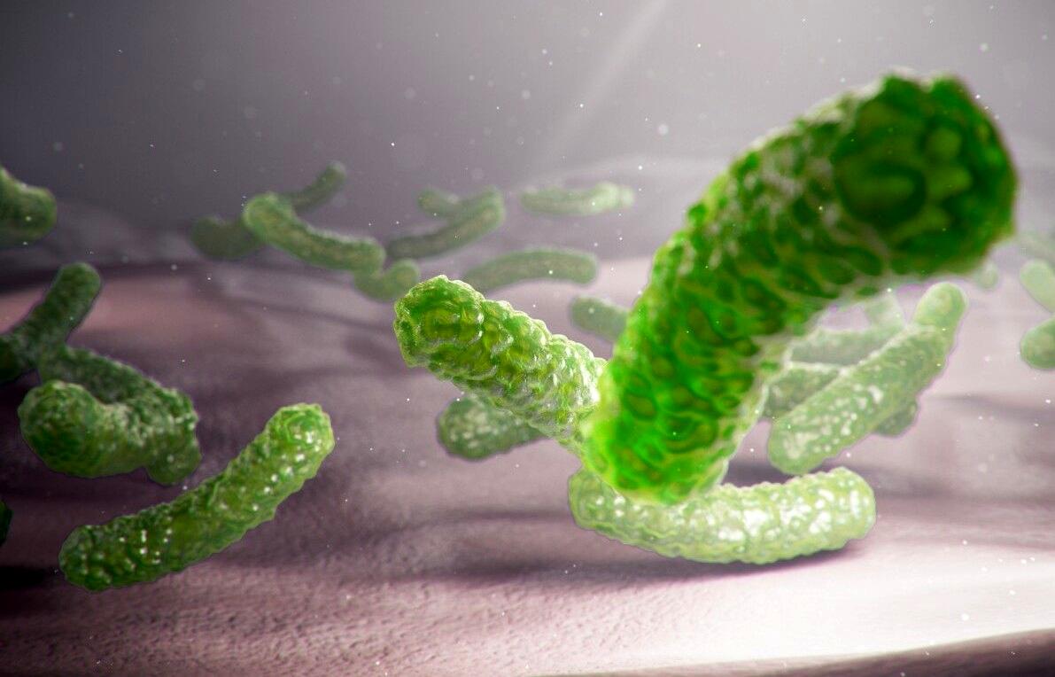 بزرگ‌ترین باکتری جهان شناسایی شد
