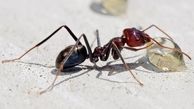 مورچه‌ها سرطان را تشخیص می‌دهند