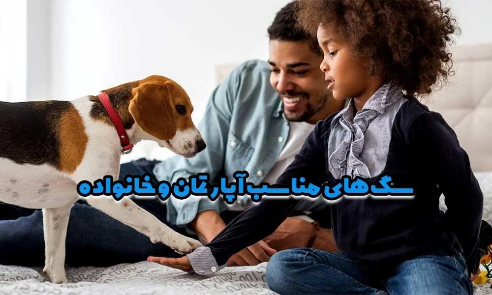 بهترین نژاد سگ برای خانواده | سگهای مناسب آپارتمان و خانواده