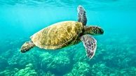 تلف شدن لاک‌پشت بزرگ و مسن در منطقه سواحل بندر هندیجان+فیلم