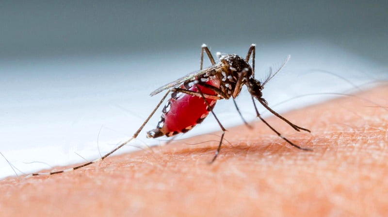 هشدار گسترش بیماری مالاریا در کشور