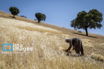 گندم گندمکاران قیمت گندم