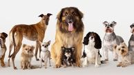 شناخت بیشتر بیماری کشنده‌ای که از طریق سگ به انسان منتقل می‌شود